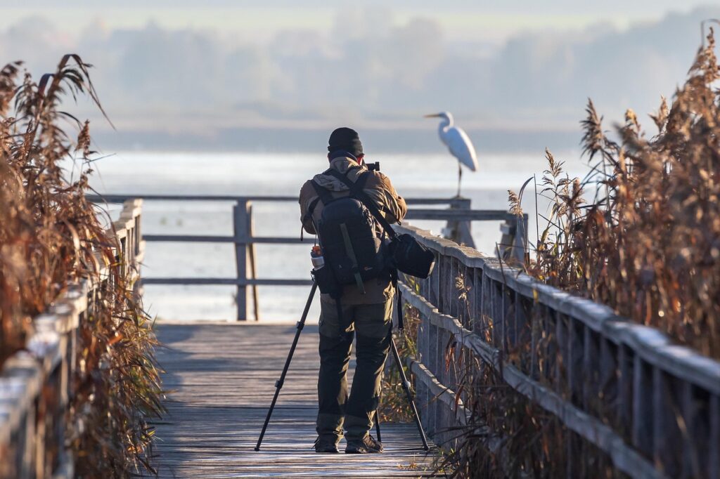 bird, heron, great egret, moor, boardwalk, photographer, nature photographer, nature, landscape, nature reserve, fall, quiet, photographer, photographer, photographer, photographer, photographer