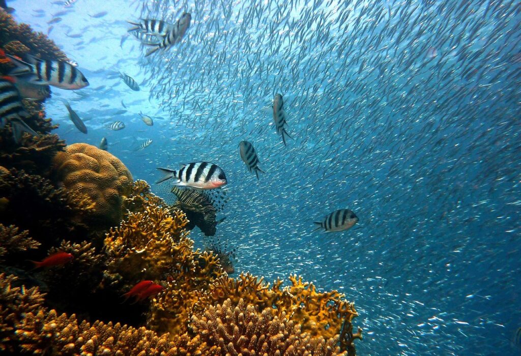 fish, underwater, corals, sea, ocean, coral reef, school of fish, school, diving, water, nature, underwater world, reef, water creatures