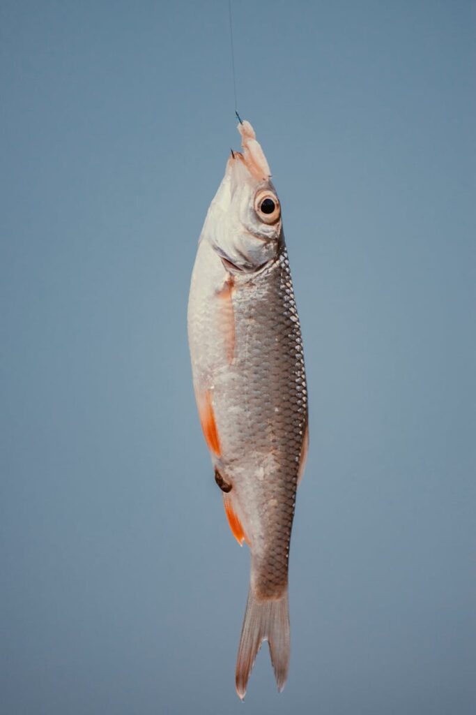 Silver fish hanging on a line with blue background, showcasing fresh catch.