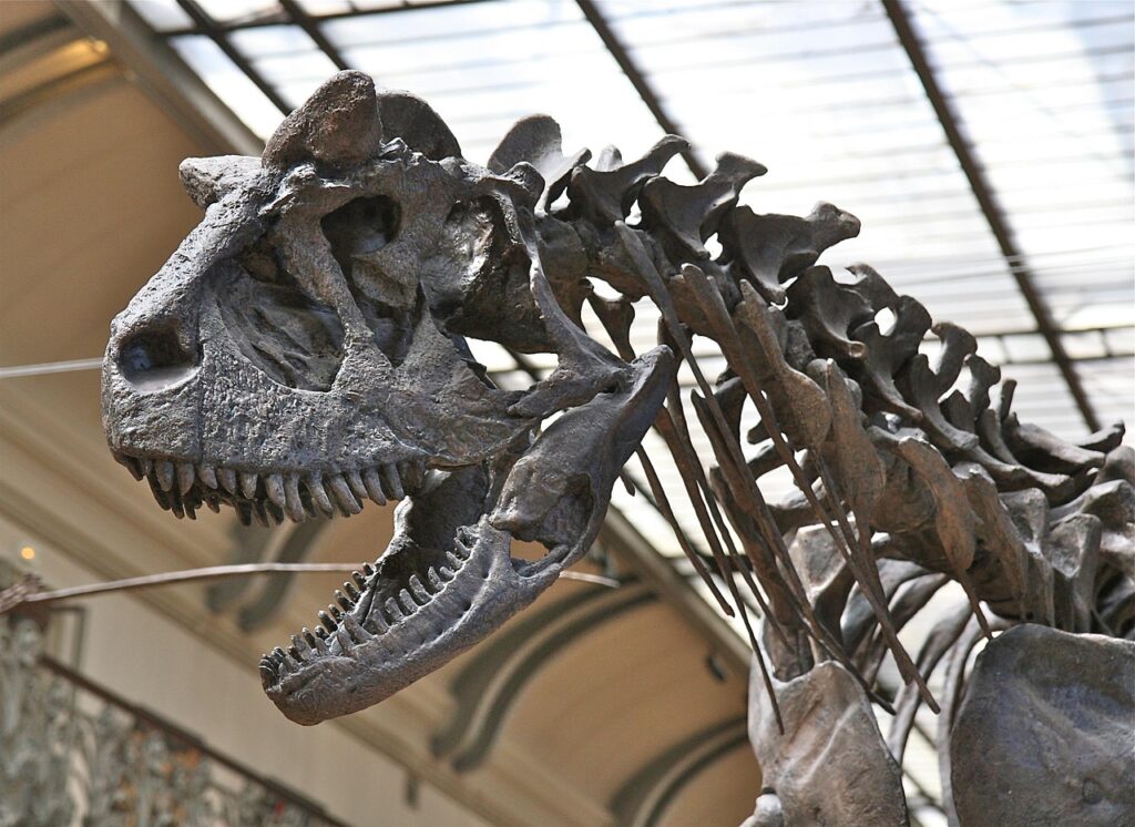 skeleton, dinosaur, skull, paleontology, reptile, bones, dinosaur, dinosaur, dinosaur, dinosaur, dinosaur, paleontology