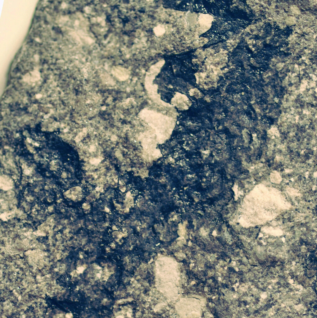 Unraveling the Enigma: Prototaxites, the 26-Foot-Tall Fossil Challenging Our Tree of Life