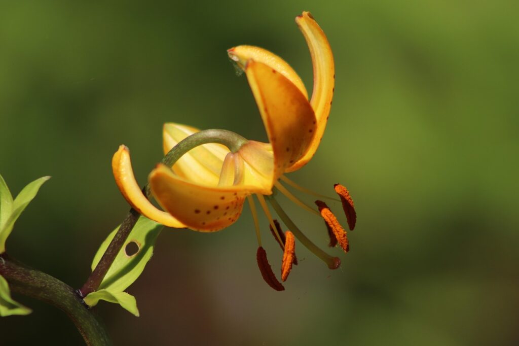 lily, blossom, bloom, stamens, yellow, orange, columbia lily, petals, bloom, blossomed, nature, garden, lilium columbianum, lily, columbia lily, nature, lilium columbianum, lilium columbianum, lilium columbianum, lilium columbianum, lilium columbianum