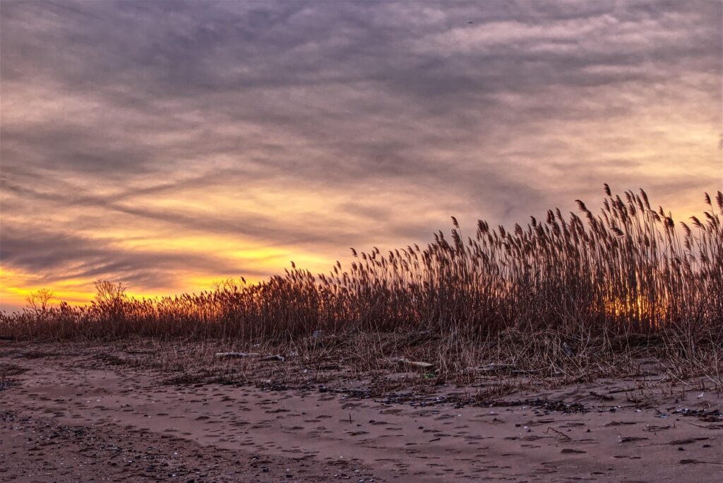 beach, landscape, nature, sunset, clouds, field, staten island, new york
