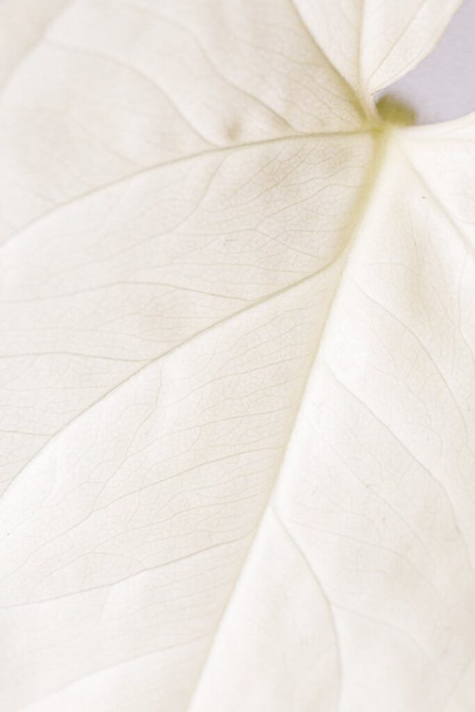 Detailed macro shot of a white leaf's texture, perfect for backgrounds and nature themes.