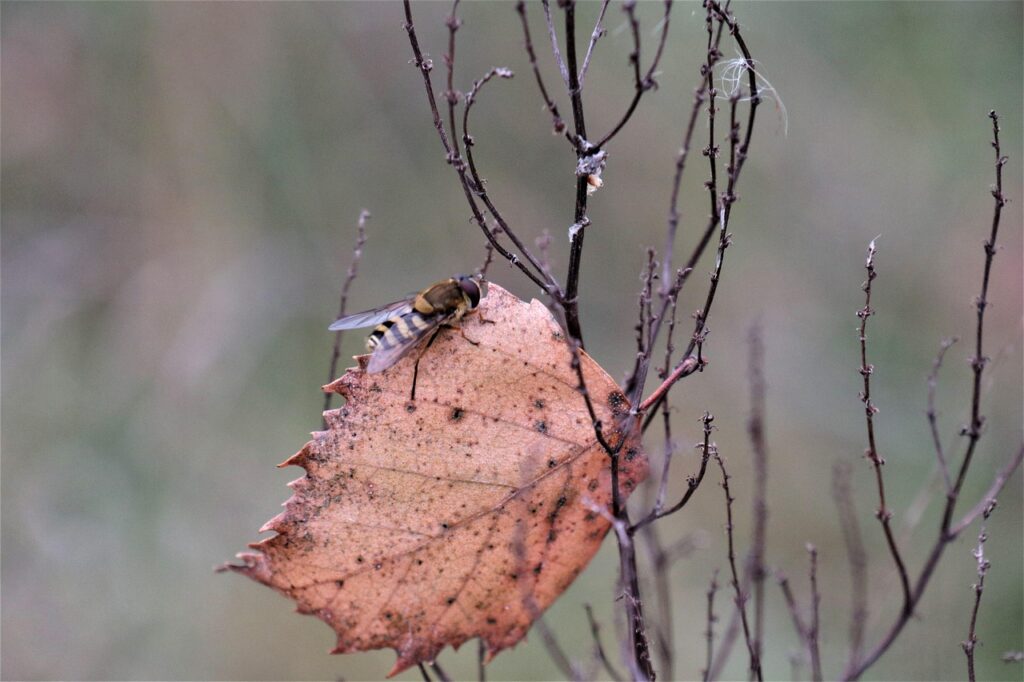insect, autumn, mood, november, nature, passing away