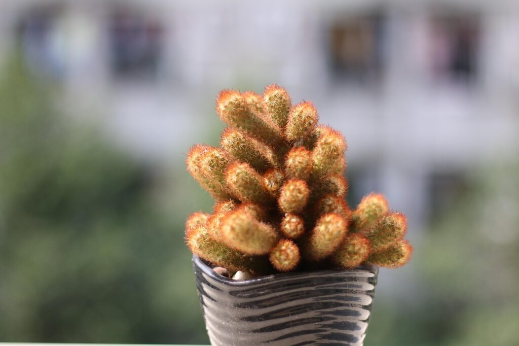 green, cactus, nature, potted plants, blur background, spring, tenacious of life, flourish, reproduce