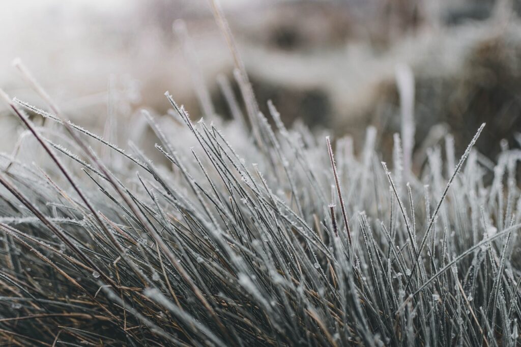 grass, frost, winter, frozen, winter mood, hoarfrost, cold, nature, frost, frost, frost, frost, winter, winter, winter, winter, winter, hoarfrost