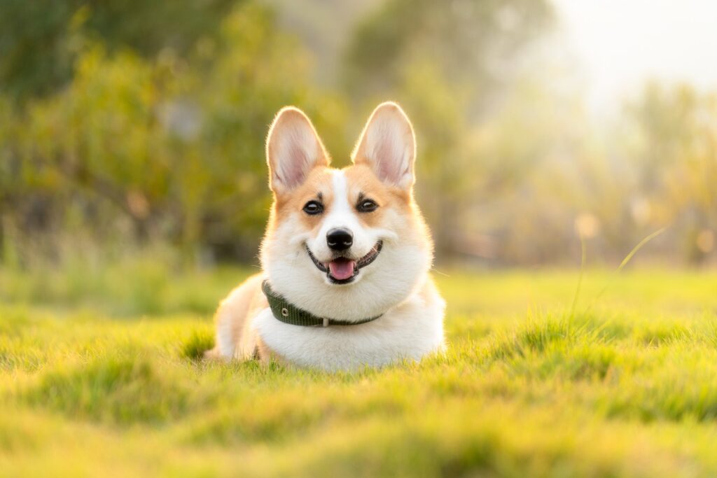 dog, corgi, nature, cute, pet, animal