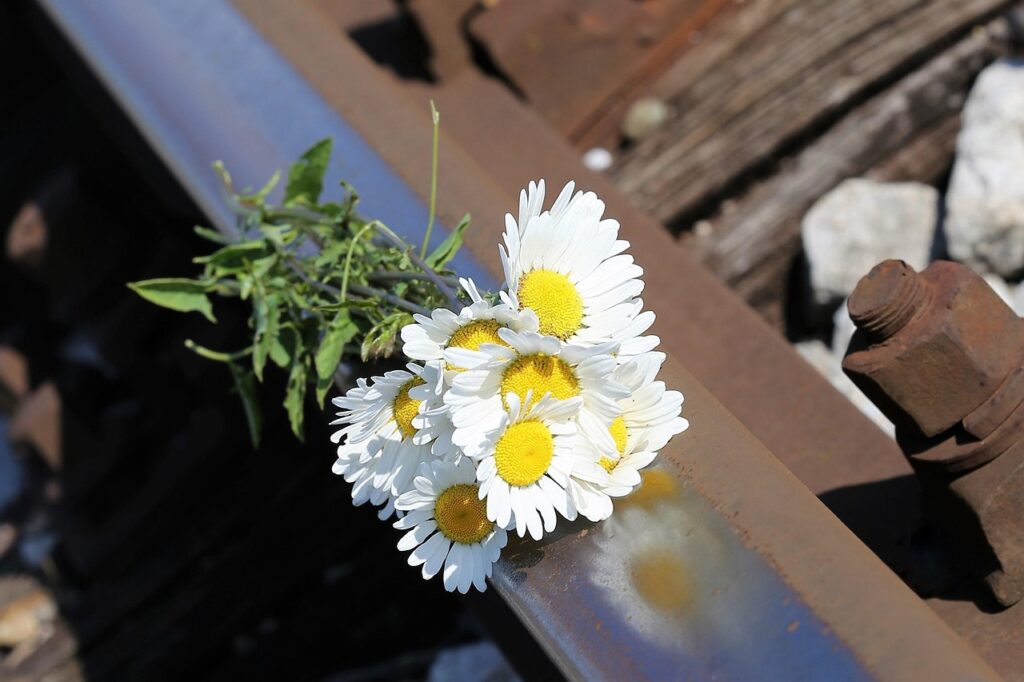 daisy bouquet on railway, lost love, memories, tragedy, tragic, mourning, sorrow, sadness, deep feelings, rail track, reflection, nature, outdoor