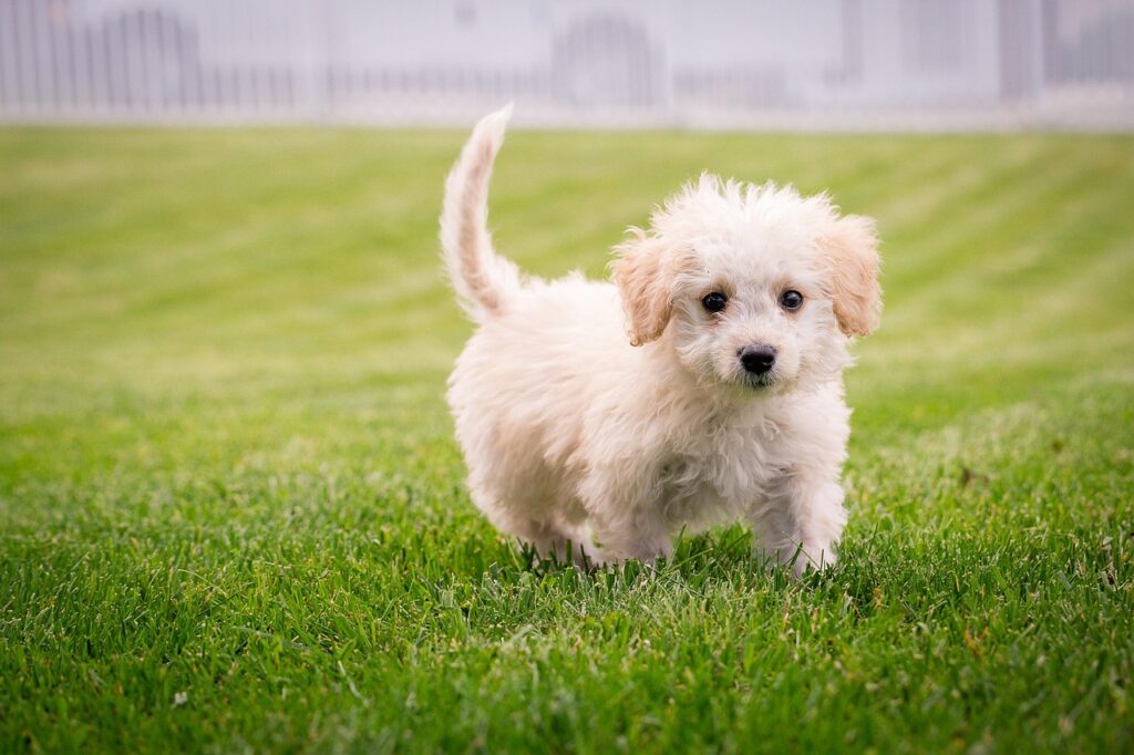 puppy, dog, mammal, cute, small, adorable, animal, purebred, canine, pet, sweet