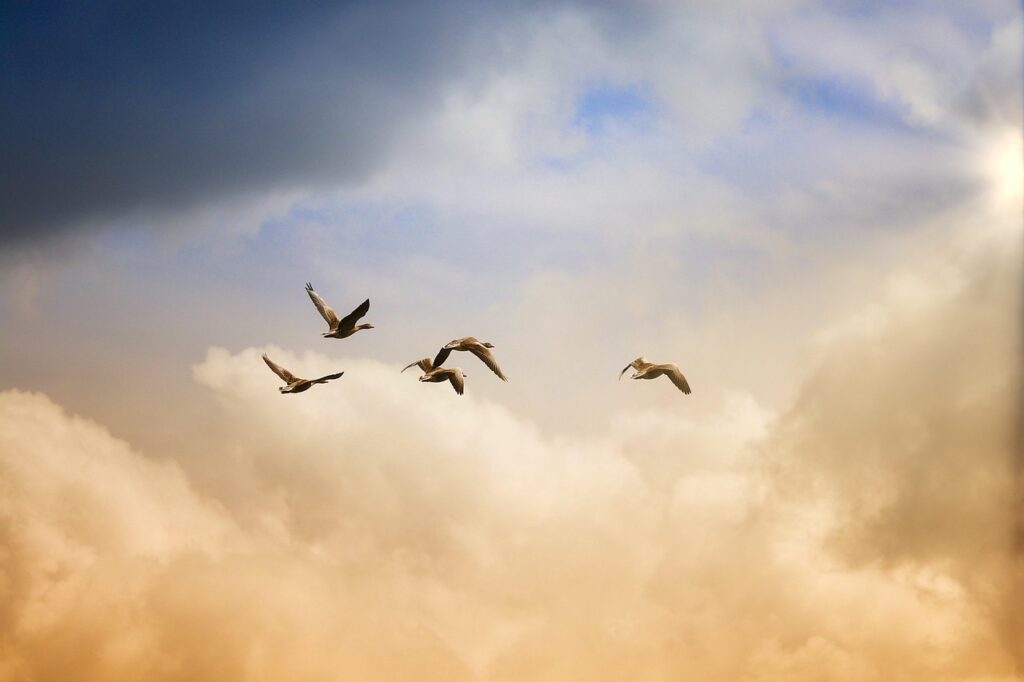 birds, flying, freedom, ducks, heaven, animals, wildlife, nature, sunset