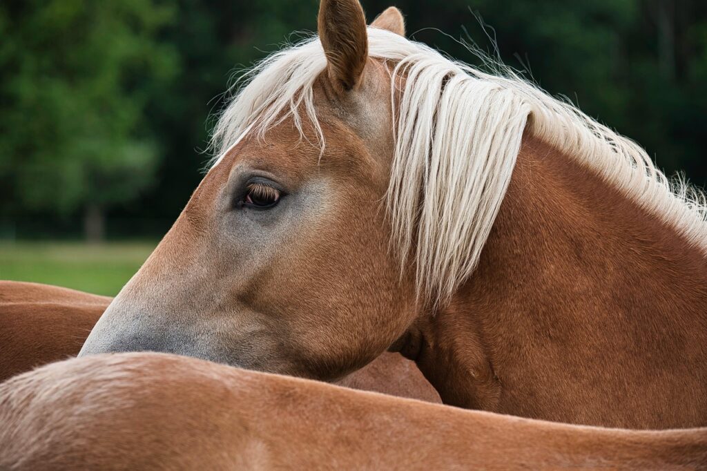 haflinger, horse, animal, pony, nature, brown, mane, horse head, pferdeportrait