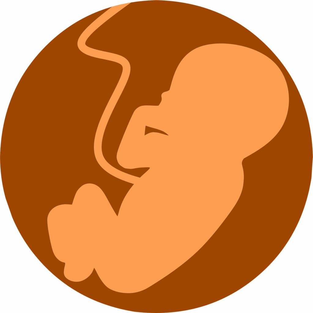 fetus, foetus, embryo, anatomy, childbirth, embryology, fertility, human, pregnant, baby, birth, care, child, development, health, human embryo, human fetus, motherhood, pregnancy, ultrasound, fetus, fetus, fetus, fetus, fetus, embryo, pregnant, pregnancy