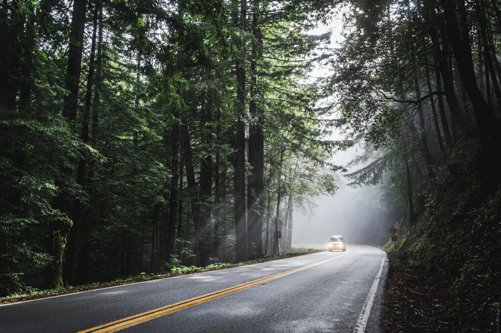 car, sunlight, forest, road, street, avenue, car wallpapers, trees, woods, woodlands, drive, road trip, vehicle, transportation, nature, travel, rural, scenic, transport, way, trip, countryside, asphalt, journey, landscape