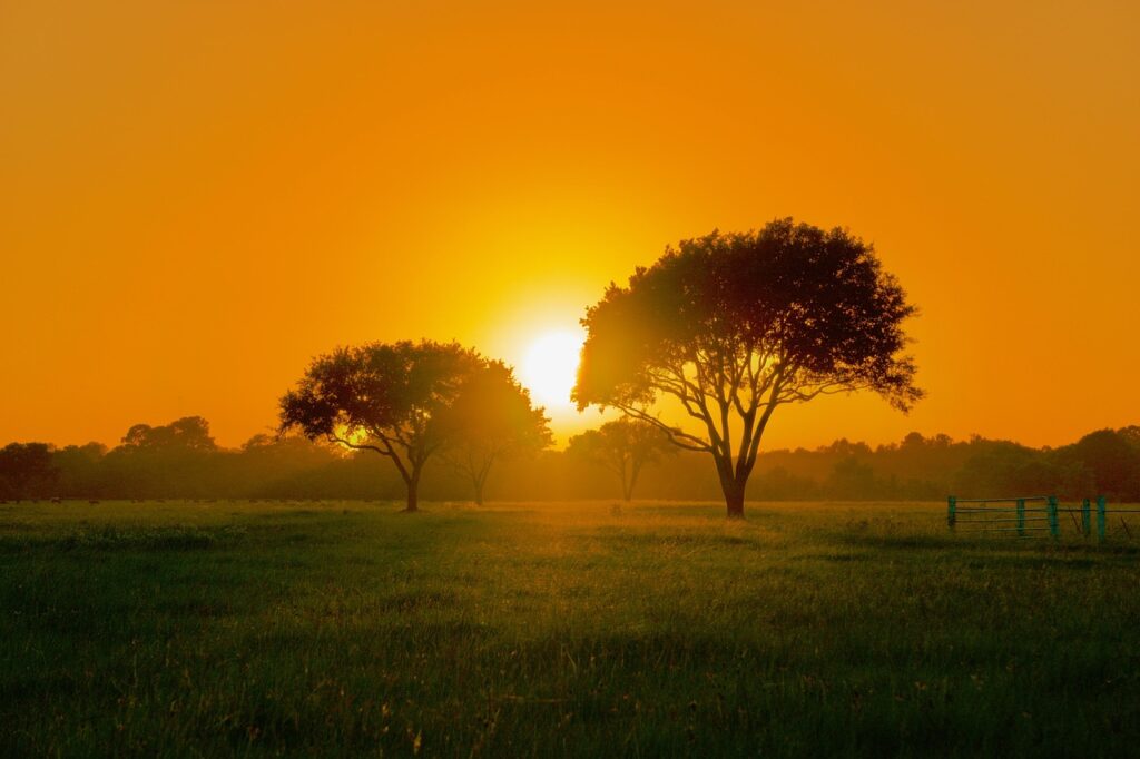 sunset, trees, scenery, nature, sky, landscape, scenic, evening, texas, texas, texas, texas, texas, texas