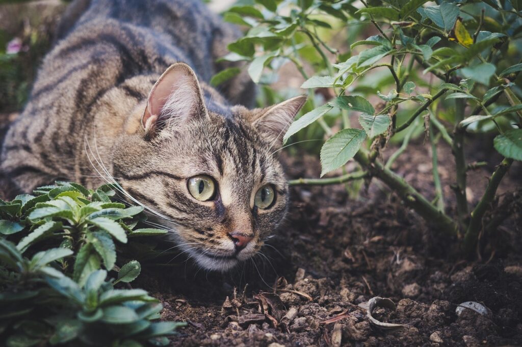 cat, pet, animal, tabby cat, domestic cat, feline, mammal, nature, cute, playful, portrait, garden, outdoor