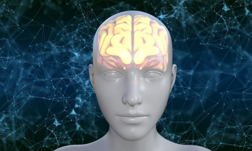 human, brain, avatar, biology, thoughts, knowledge, person, head, think, thinking, human brain, mind, brain, brain, human brain, human brain, human brain, human brain, human brain