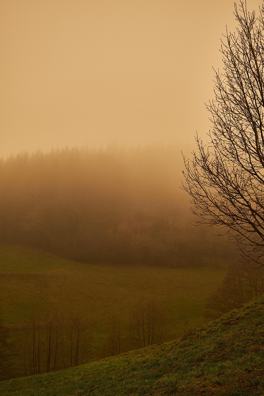 trees, nature, fog, sand, dust, sand storm, sahara dust, orchard, meadow, forest, mountain