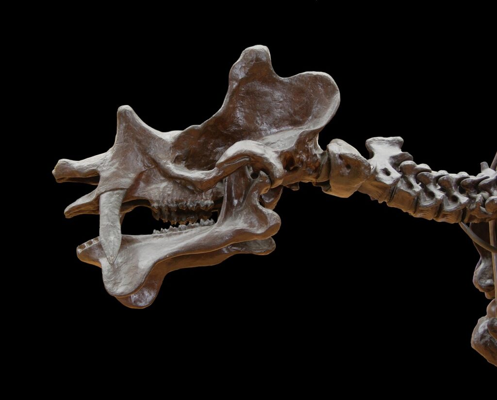 uintatherium, skull, skeleton, dinocerata, primeval times, dinosaur, mammal, whirl, spine, vertebrae, skeleton, dinosaur, dinosaur, dinosaur, spine, spine, spine, spine, spine