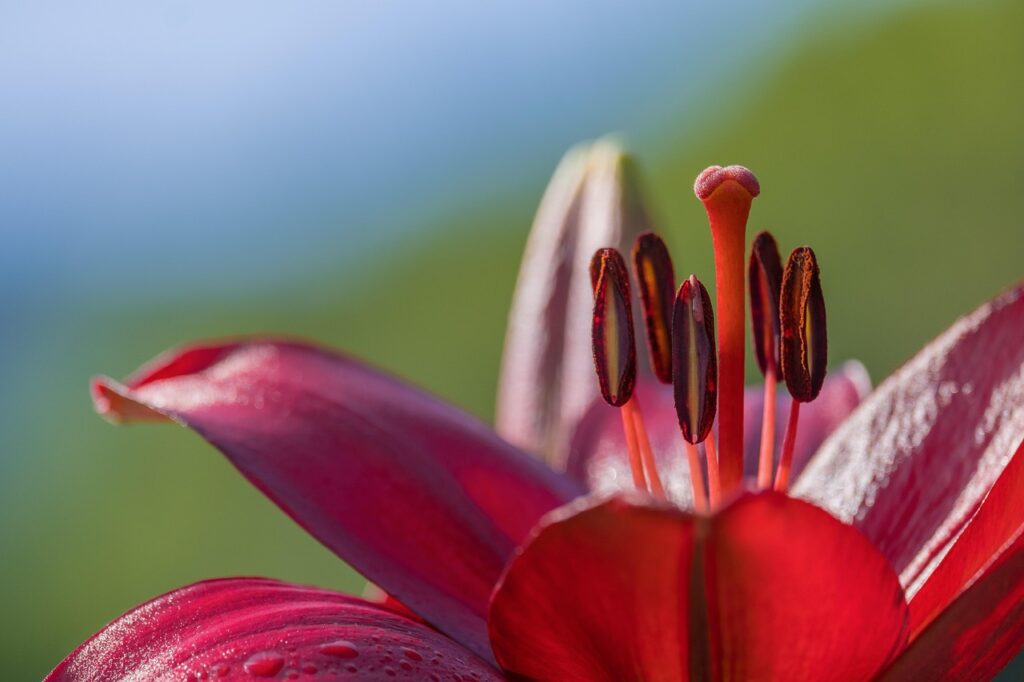 lily, flower, stamen, lilium, red lily, red flower, flower wallpaper, petals, beautiful flowers, flower background, bloom, plant, nature, closeup