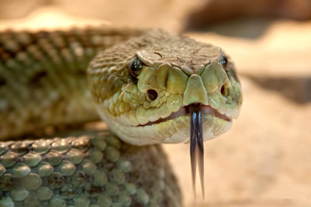 Your Essential Guide: 13 Dangerous U.S. Snakes You Don’t Want to See in Your Yard
