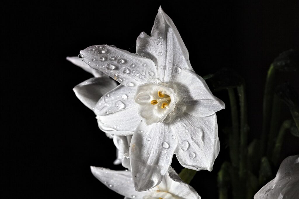 flower, paperwhite narcissus, bloom, blossom, botany, petals, beautiful flowers, plant, flower wallpaper, flower background, nature, macro