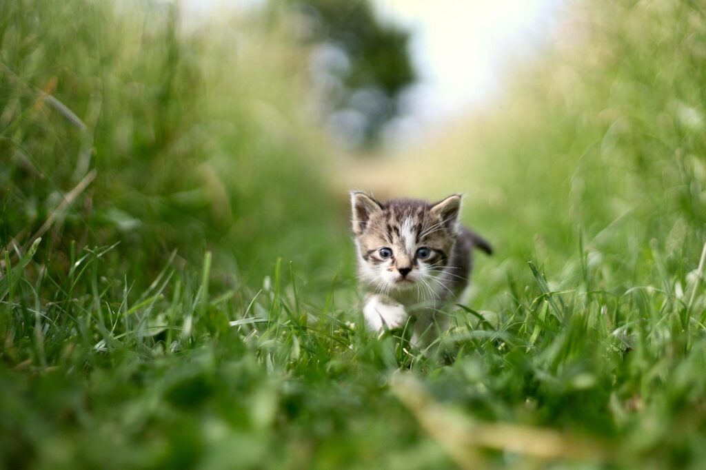 cat, animal, grass, green, nature, pet, beast