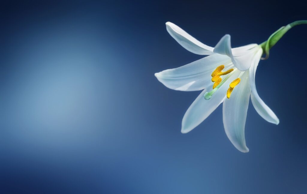 flower, lily, lilium candidum, madonna lily, lilium, white lily, white, beautiful, bloom, blooming, blossom, blue, botanical, nature, botany, flower background, color, colored, decorative, flora, floral, petals, plant, season, spring, summer, blue spring, beautiful flowers, blue flower, flower wallpaper, blue beauty, blue summer, blue plant, blue color, blue plants