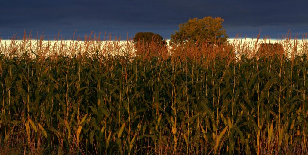 indiana, corn, agriculture, farm, field, rural, sky, crop, midwest, nature, food, usa, summer, harvest, heartland, cob, row, horizon, scene, landscape, sunset, dusk, agricultural, indiana, indiana, indiana, indiana, indiana, midwest, heartland, heartland, heartland