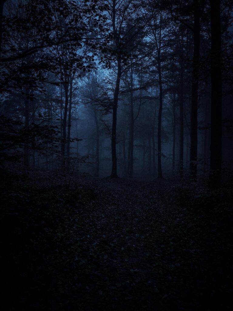 forest, darkness, trees, dark, nature, path, fog, sadness, depression, lonely, scary, black wallpaper, black, black wallpaper, black wallpaper, black wallpaper, black wallpaper, black wallpaper, black, black