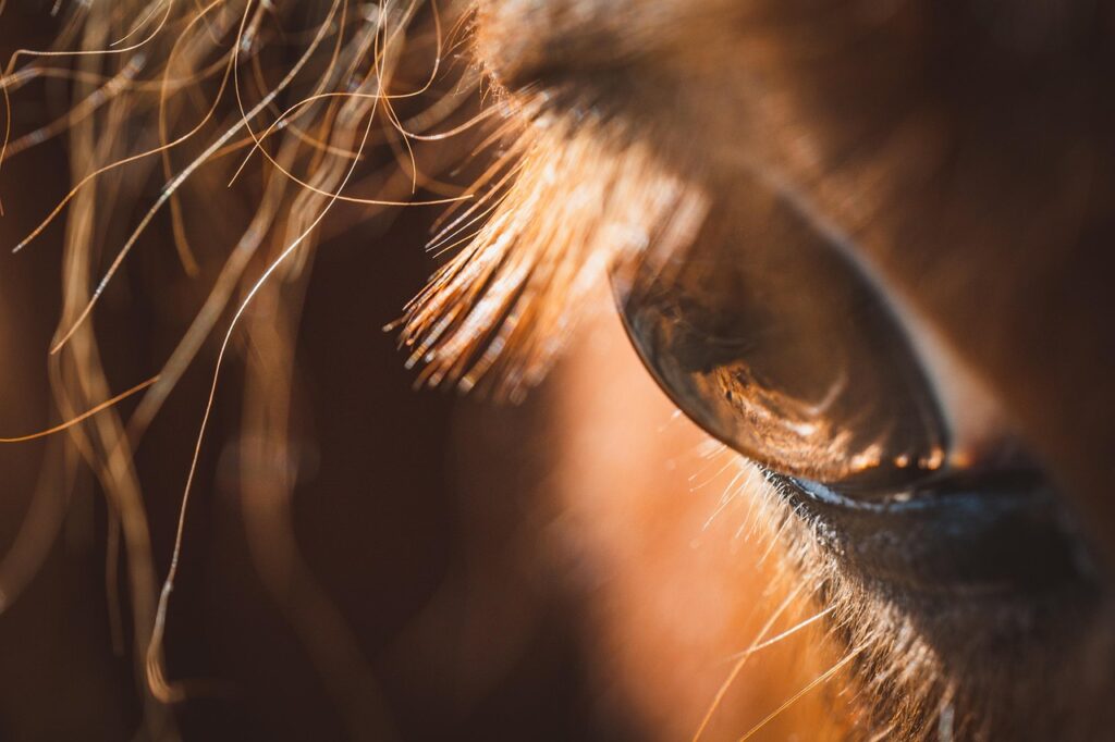 eye, horse, detail, macro, pony, view, brown, animal, mammal, nature, close up