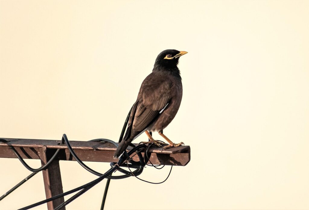 bird, myna, ornithology, species, fauna, avian, animal, beak, wildlife, mynah, nature, birdwatching, plumage, brown, india, india, india, india, india, india