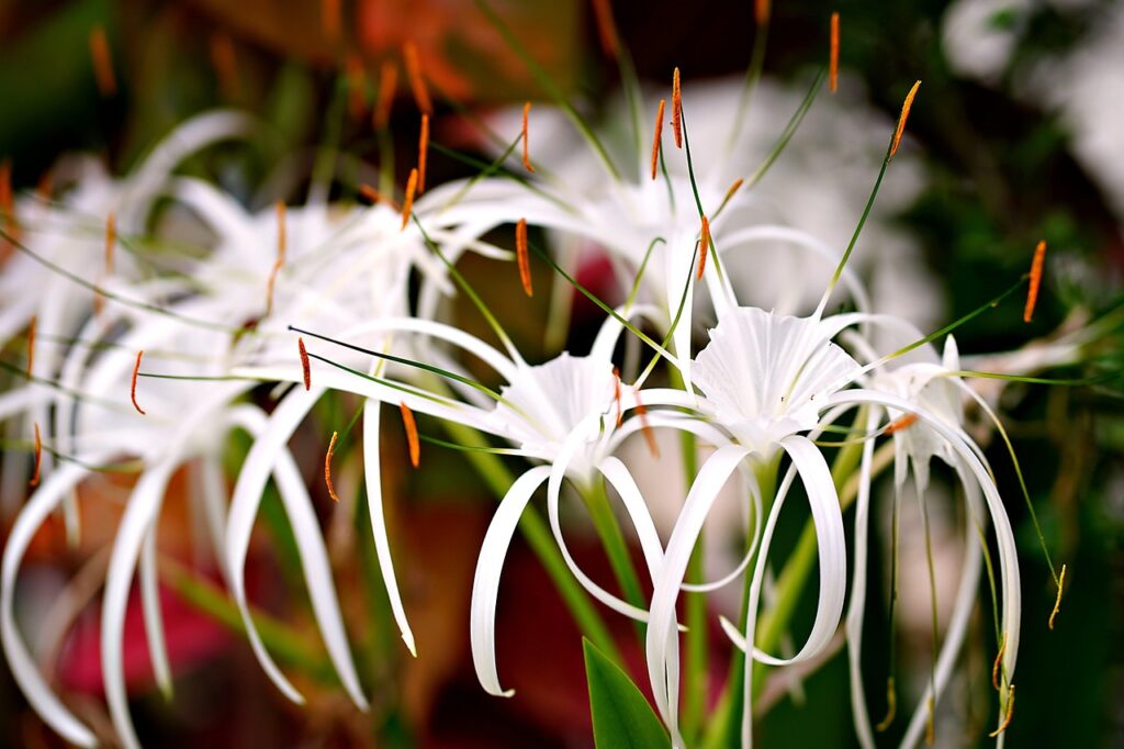 spider lily, flower background, flower, plant, lily, flower wallpaper, white flower, beautiful flowers, petals, bloom, flora, nature
