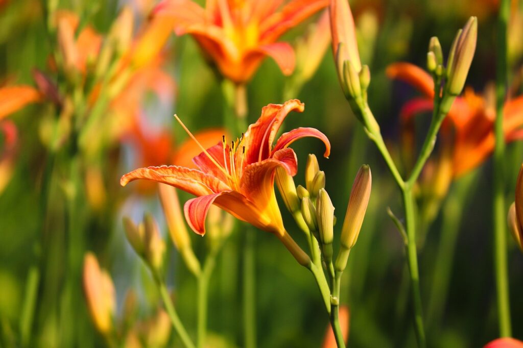 flowers, beautiful flowers, flower background, lilium, iris, stamens, blossom, flower wallpaper, bloom, nature, garden, botany, ornamental plant