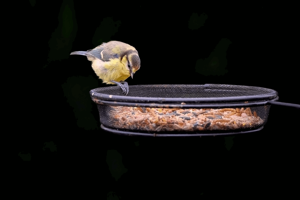 bird, great tit, passerine, avian, ornithology, bird watching, plumage, feathers, bird feeder, perched, wildlife, nature