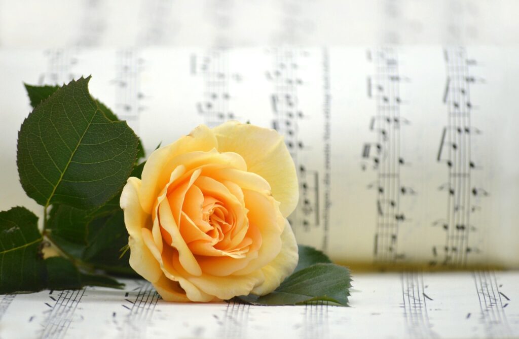 rose, yellow rose, blossom, flower background, hd wallpaper, bloom, rose flower, sheet music, flower, songs, love song, choir, music, melody, beautiful flowers, notenblatt, valentine's day, yellow, yellow flower, nature, make music, love for music, flower wallpaper