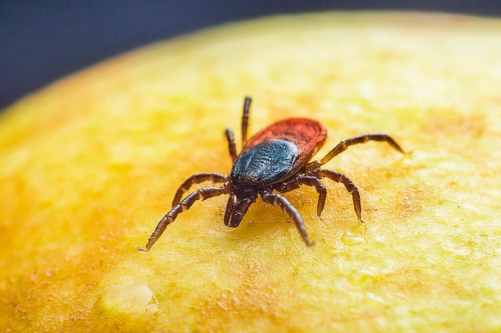 sheep tick, windows wallpaper, 4k wallpaper, wallpaper hd, castor bean tick, taiga tick wood tick, insect, desktop backgrounds, animal, 4k wallpaper 1920x1080, floral background, disease, beautiful wallpaper, hd wallpaper, mac wallpaper, nature, free background, macro, full hd wallpaper, free wallpaper, background, illness, tallinn, estonia, laptop wallpaper, park, forest, wallpaper 4k, grass, plant, cool backgrounds, close up