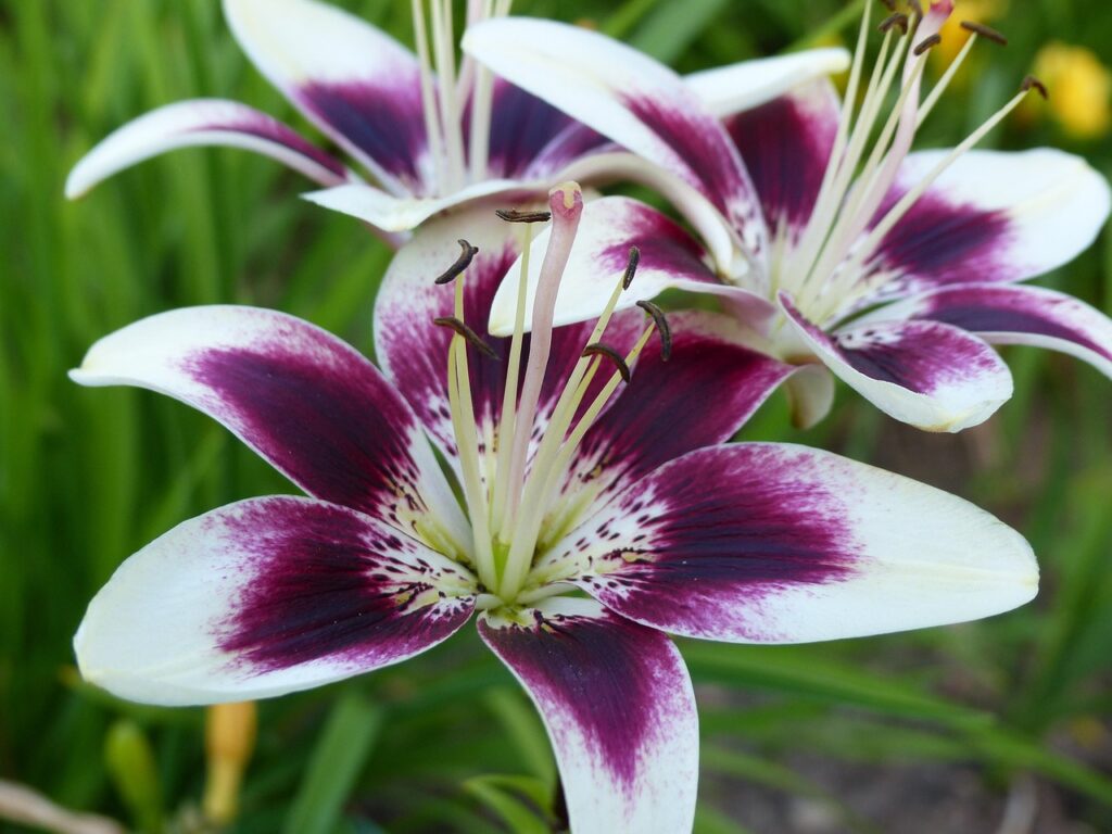 asiatic lily, lilium cappuccino, blossom, bloom, bloom, blossomed, violet, purple, open, white, asiatic lily, asiatic lily, asiatic lily, asiatic lily, asiatic lily