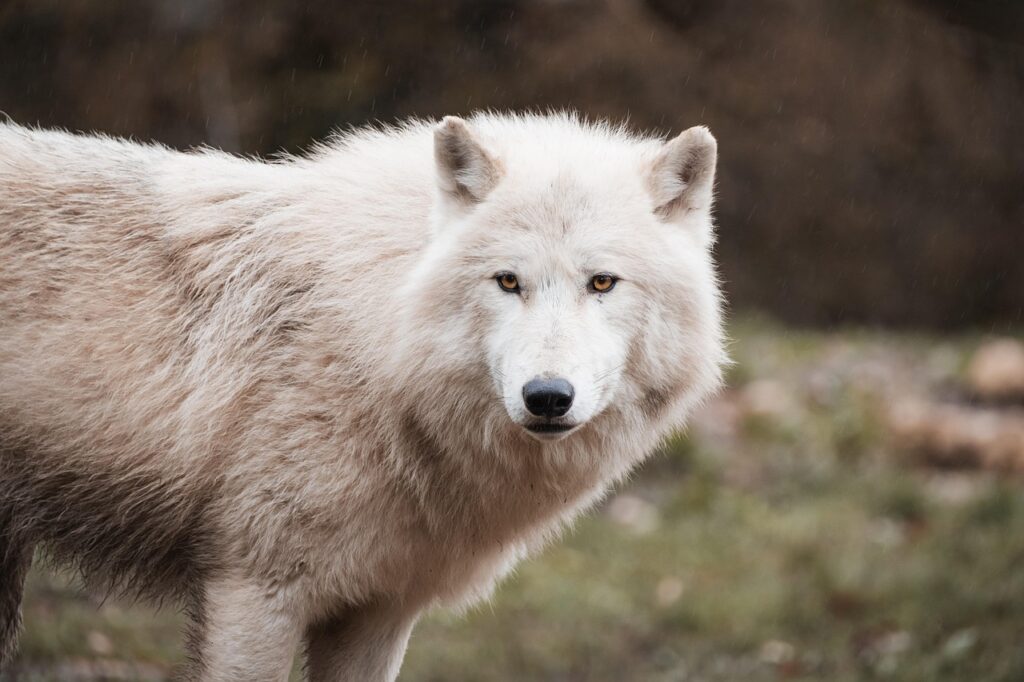 wolf, arctic wolf, white wolf, canine, predator, wilderness, nature, wolf, wolf, wolf, wolf, wolf