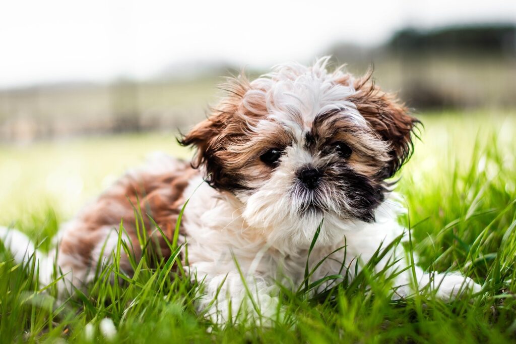 shih tzu, dog, animal, mammal, canine, pet, domestic, nature, portrait, outdoors, grass, puppy, cute, fur