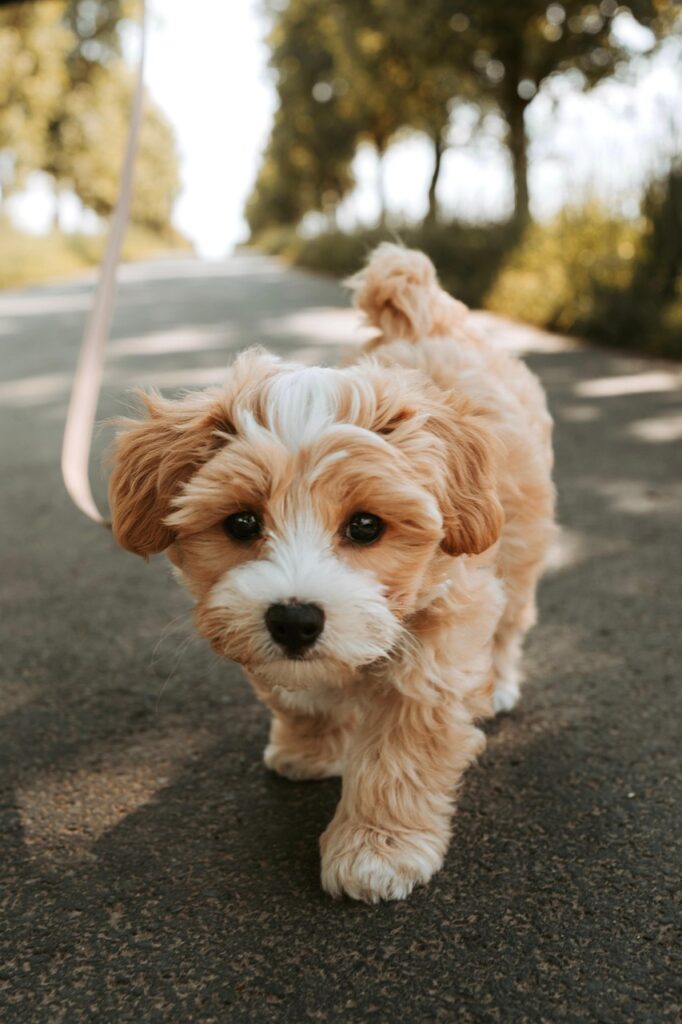 dog, puppy, pet, pooch, domestic animal, animal, cute, nature