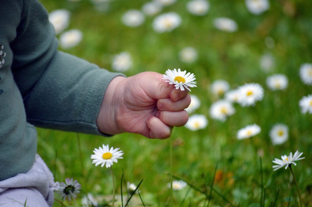 child's hand, pick flowers, flower background, beautiful flowers, happy mothers day, finger, daisy, small child, flower wallpaper, childhood, lawn, meadow, grass, pick, flower, child, small hand, cute, date of birth, thank you, nature, grandson
