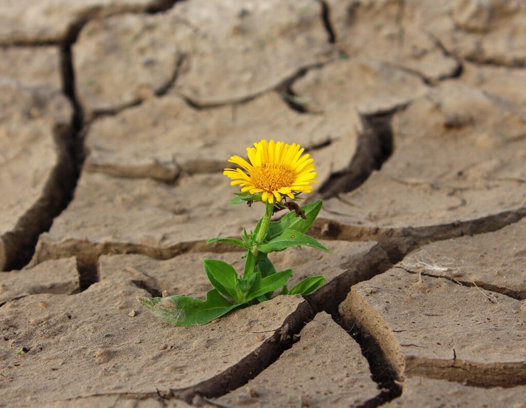flower, life, yellow flower, crack, flower background, desert, beautiful flowers, drought, flower wallpaper, survival, loneliness, dry, dirt, single flower, nature, bloom, blossom, yellow petals