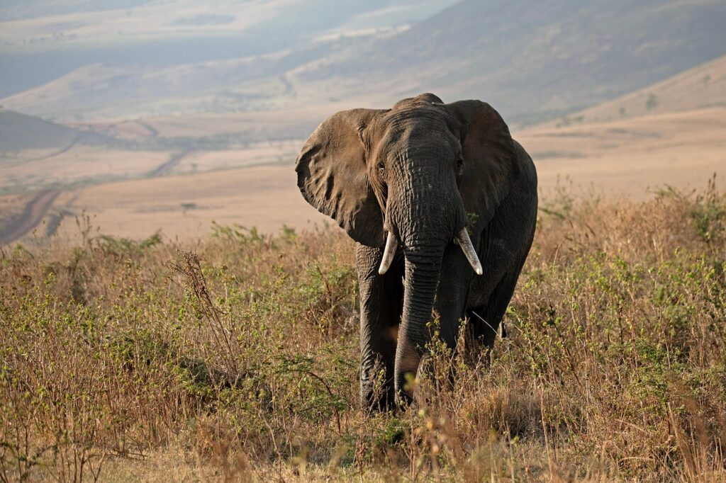 elephant, tanzania, africa, safari, wildlife, nature, conservation, maasai