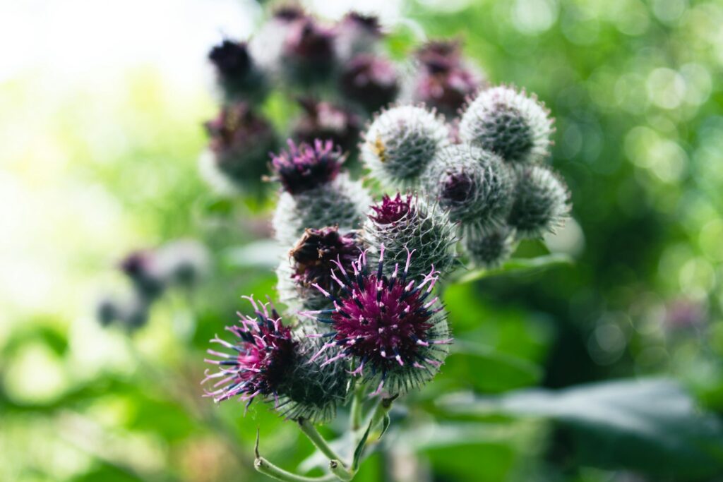 a bunch of flowers that are in the grass
