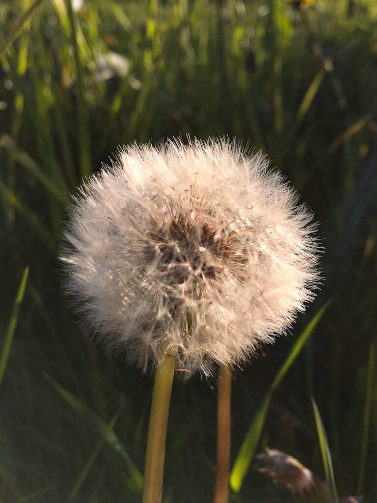 a dandelion flower with seeds