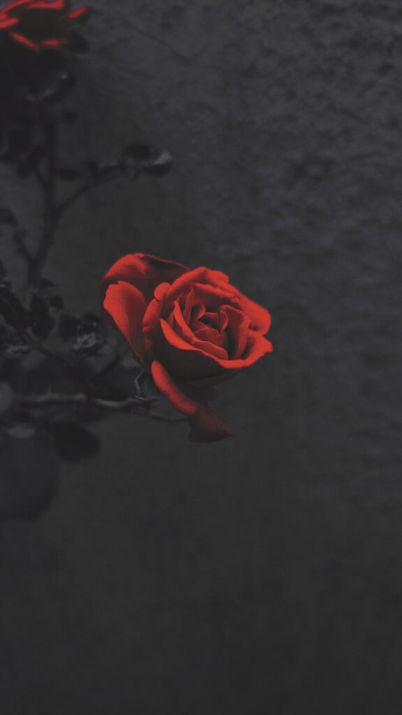 red rose in close up photography