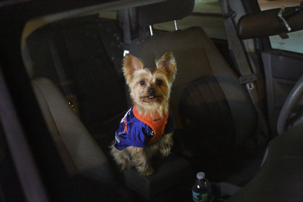 Hollywood’s Hounds: Uncovering the Top 12 Dog Breeds Beloved by Celebrities