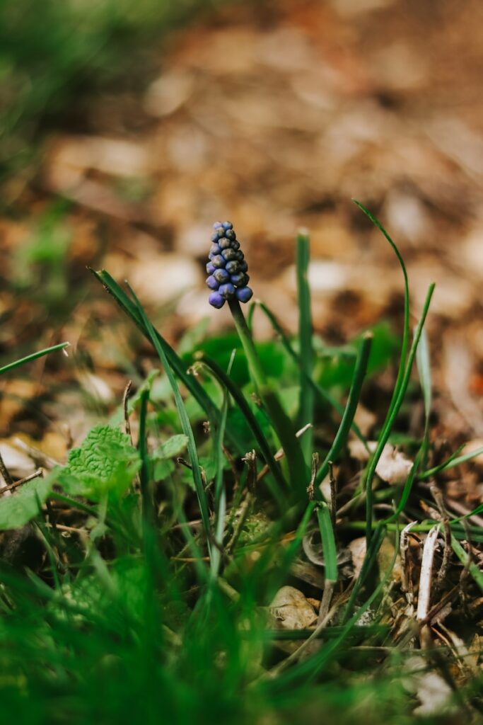 a small blue flower sitting in the grass