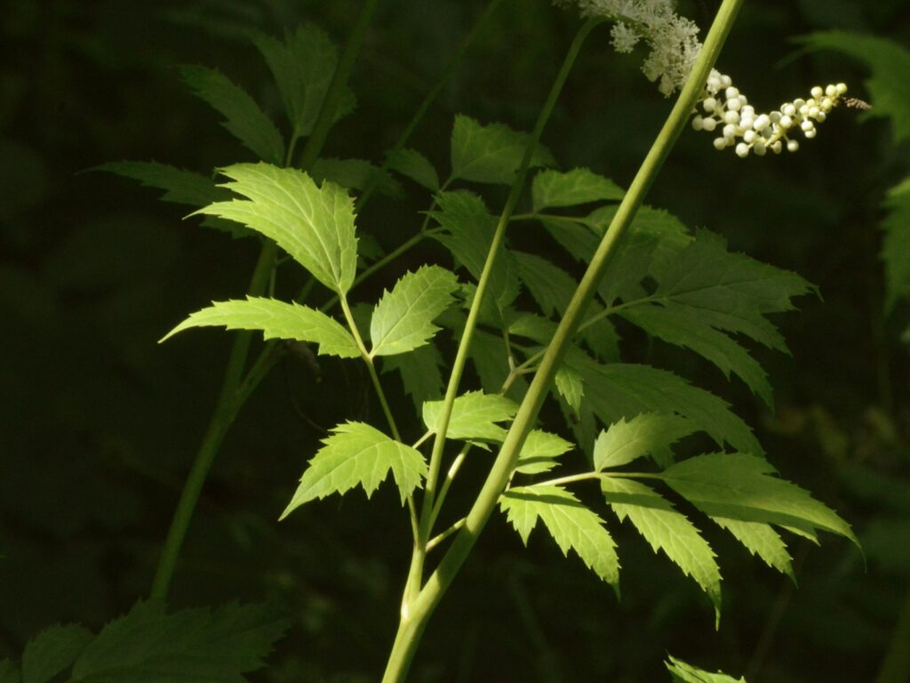 Green leaves and white flowers in the sun.
